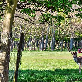 DEER IN THE PARK The fallow deer in Phoenix Park are a very prominent and beloved feature of this expansive Dublin green space.