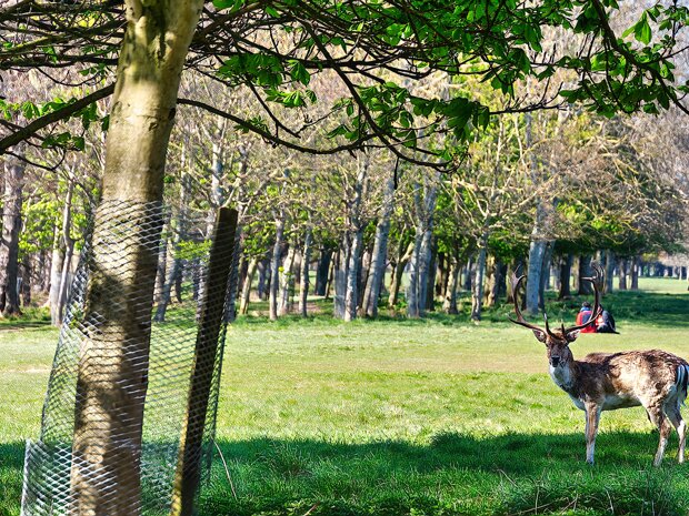 DEER IN THE PARK The fallow deer in Phoenix Park are a very prominent and beloved feature of this expansive Dublin green space.