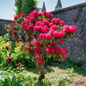 IS ROSIE DENDRON A SAINT OR AN INVASIVE PLANT - THE 2025 PHOTONIQUE BLOG So, my encounter with the "Rosie Dendron" outside St. Patrick's Church in Dundalk turned out to be more than just a...
