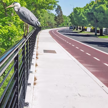 THIS HERON IGNORED ME