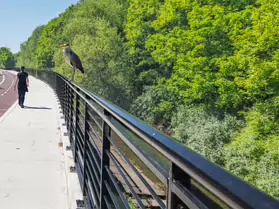 THIS HERON GAVE ME THE OPPORTUNITY TO CROP RATHER THAN ZOOM [I USED A FUJI GFX100RF SO I HAD NO OPTION]-251114-1