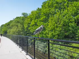 THIS HERON GAVE ME THE OPPORTUNITY TO CROP RATHER THAN ZOOM [I USED A FUJI GFX100RF SO I HAD NO OPTION]-251116-1