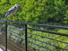 THIS HERON GAVE ME THE OPPORTUNITY TO CROP RATHER THAN ZOOM [I USED A FUJI GFX100RF SO I HAD NO OPTION]-251117-1