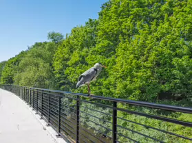 THIS HERON GAVE ME THE OPPORTUNITY TO CROP RATHER THAN ZOOM [I USED A FUJI GFX100RF SO I HAD NO OPTION]-251118-1