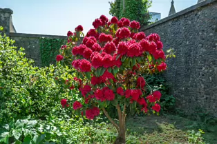 IS ROSIE DENDRON A SAINT OR AN INVASIVE PLANT [ST PETER'S CHURCH IN DUNDALK]-251501-1