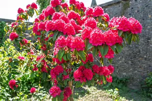 IS ROSIE DENDRON A SAINT OR AN INVASIVE PLANT [ST PETER'S CHURCH IN DUNDALK]-251502-1