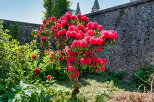 IS ROSIE DENDRON A SAINT OR AN INVASIVE PLANT [ST PETER'S CHURCH IN DUNDALK]-251503-1