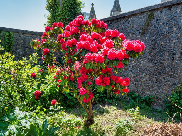 THE ROSIE DENDRON I learned that there are ongoing efforts to control and eradicate Rhododendron in many parts of the country. It's a...