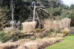 A QUICK VISIT TO THE BOTANIC GARDENS [GLASNEVIN 22 FEBRUARY 2025]-247947-1