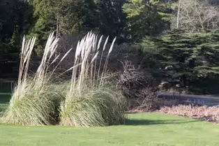 A QUICK VISIT TO THE BOTANIC GARDENS [GLASNEVIN 22 FEBRUARY 2025]-247953-1