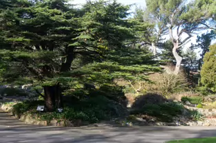 A QUICK VISIT TO THE BOTANIC GARDENS [GLASNEVIN 22 FEBRUARY 2025]-247959-1