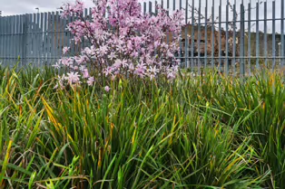 BRIDGEFOOT STREET PARK AND NEARBY [ISLAND STREET AND BRIDGEFOOT STREET]-250170-1