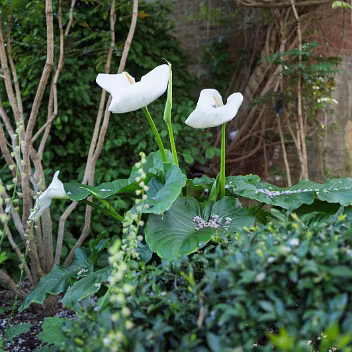DUBHLINN GARDENS