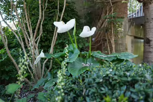 I VISIT THE DUBHLINN GARDENS A FEW TIMES EVERY WEEK [AS DO MANY DUBLINERS]-251282-1