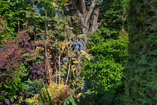 I VISIT THE DUBHLINN GARDENS A FEW TIMES EVERY WEEK [AS DO MANY DUBLINERS]-251308-1