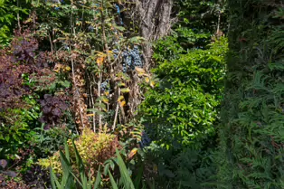 I VISIT THE DUBHLINN GARDENS A FEW TIMES EVERY WEEK [AS DO MANY DUBLINERS]-251310-1