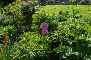 I VISIT THE DUBHLINN GARDENS A FEW TIMES EVERY WEEK [AS DO MANY DUBLINERS]-251312-1