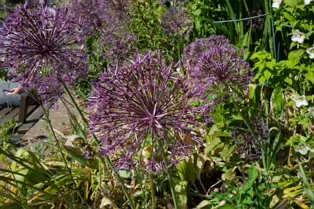 I VISIT THE DUBHLINN GARDENS A FEW TIMES EVERY WEEK [AS DO MANY DUBLINERS]-251317-1