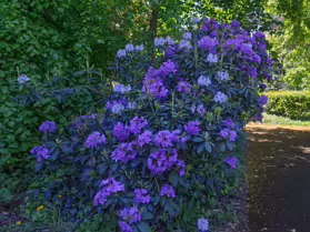 PALMERSTON PUBLIC PARK [IN THE DUBLIN SUBURB OF DARTRY]-251140-1