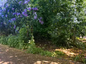 PALMERSTON PUBLIC PARK [IN THE DUBLIN SUBURB OF DARTRY]-251141-1