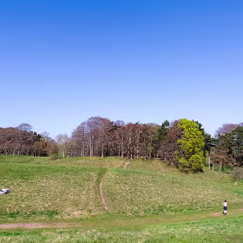 TREES IN PHOENIX PARK