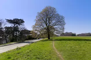 I LIKE PHOTOGRAPHING THE TREES IN PHOENIX PARK [9 APRIL 2025]-249352-1