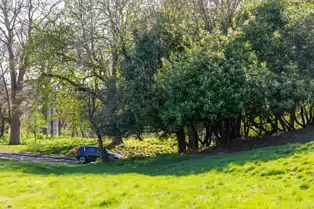 I LIKE PHOTOGRAPHING THE TREES IN PHOENIX PARK [9 APRIL 2025]-249368-1