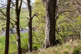 I LIKE PHOTOGRAPHING THE TREES IN PHOENIX PARK [9 APRIL 2025]-249374-1