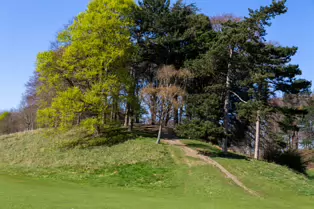 I LIKE PHOTOGRAPHING THE TREES IN PHOENIX PARK [9 APRIL 2025]-249386-1