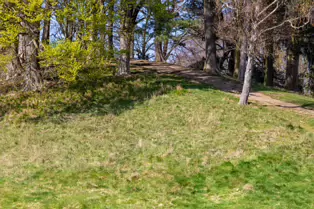 I LIKE PHOTOGRAPHING THE TREES IN PHOENIX PARK [9 APRIL 2025]-249392-1