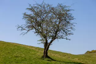 I LIKE PHOTOGRAPHING THE TREES IN PHOENIX PARK [9 APRIL 2025]-249393-1