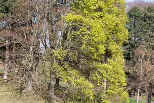 I LIKE PHOTOGRAPHING THE TREES IN PHOENIX PARK [9 APRIL 2025]-249395-1