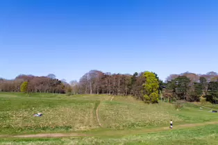 I LIKE PHOTOGRAPHING THE TREES IN PHOENIX PARK [9 APRIL 2025]-249398-1