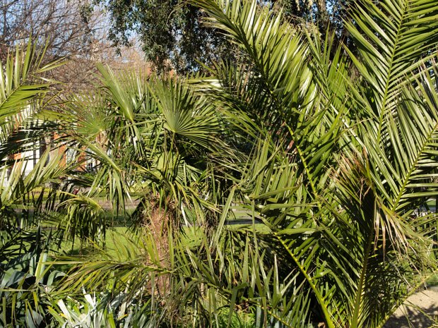 SAINT PATRICKS PARK