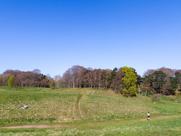 TREES IN PHOENIX PARK The park contains various woodland habitats, and also scattered trees within parkland areas. There has been extensive...