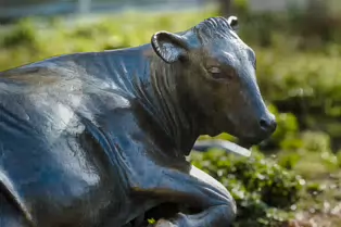 ENJOYING THE SUN IS A SCULPTURE OF A COW BY JACKIE McKENNA [TODAY I USED A SIGMA QUATTRO Dp3]-248963-1