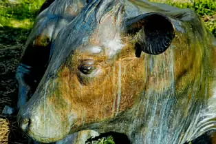ENJOYING THE SUN IS A SCULPTURE OF A COW BY JACKIE McKENNA [TODAY I USED A SIGMA QUATTRO Dp3]-248965-1