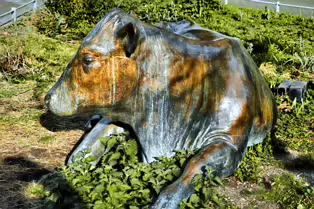 ENJOYING THE SUN IS A SCULPTURE OF A COW BY JACKIE McKENNA [TODAY I USED A SIGMA QUATTRO Dp3]-248966-1