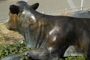 ENJOYING THE SUN IS A SCULPTURE OF A COW BY JACKIE McKENNA [TODAY I USED A SIGMA QUATTRO Dp3]-248967-1