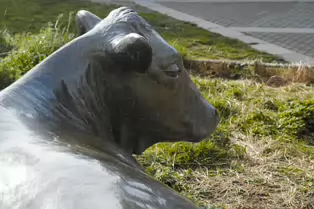 ENJOYING THE SUN IS A SCULPTURE OF A COW BY JACKIE McKENNA [TODAY I USED A SIGMA QUATTRO Dp3]-248971-1