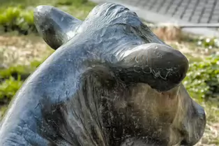 ENJOYING THE SUN IS A SCULPTURE OF A COW BY JACKIE McKENNA [TODAY I USED A SIGMA QUATTRO Dp3]-248972-1