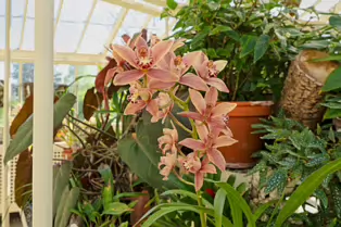 THE GLASSHOUSES IN THE BOTANIC GARDENS IN DUBLIN [3 MAY 2025]-250324-1