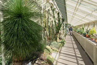 THE GLASSHOUSES IN THE BOTANIC GARDENS IN DUBLIN [3 MAY 2025]-250332-1