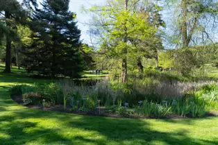EXPLORING THE POND AREA OF THE BOTANIC GARDENS [DUBLIN 3 MAY 2025]-250346-1