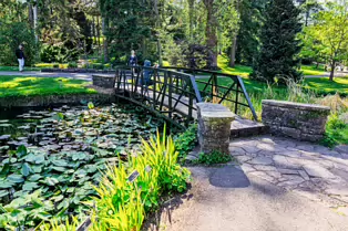 EXPLORING THE POND AREA OF THE BOTANIC GARDENS [DUBLIN 3 MAY 2025]-250372-1
