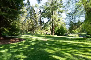 EXPLORING THE POND AREA OF THE BOTANIC GARDENS [DUBLIN 3 MAY 2025]-250384-1