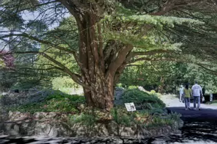 THE ROCKERY AT THE BOTANIC GARDENS - SESSION ONE [SONY FX30 WITH 16-35MM F2.8 GM II LENS]-250513-1