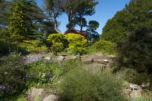THE ROCKERY AT THE BOTANIC GARDENS - SESSION ONE [SONY FX30 WITH 16-35MM F2.8 GM II LENS]-250517-1