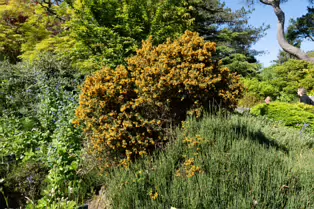 THE ROCKERY AT THE BOTANIC GARDENS - SESSION ONE [SONY FX30 WITH 16-35MM F2.8 GM II LENS]-250518-1