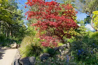 THE ROCKERY AT THE BOTANIC GARDENS - SESSION ONE [SONY FX30 WITH 16-35MM F2.8 GM II LENS]-250523-1